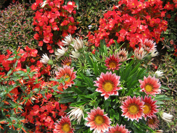 flower-97780_1920