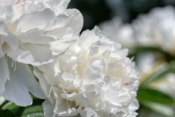 peonies-5271012_1920