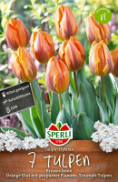 Sperli Triumph-Tulpe Prinses Irene