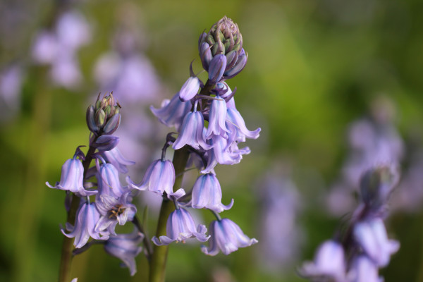 closeup-shot-beautiful-bluebells-herald-botanic-gardens-spring