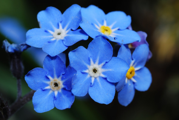 2400-forget-me-not-close