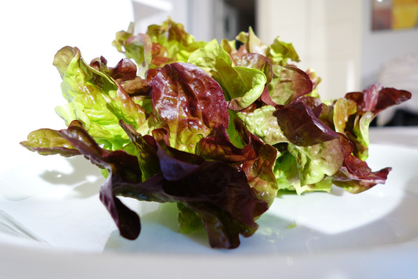 oak-leaf-lettuce-3450388_1920