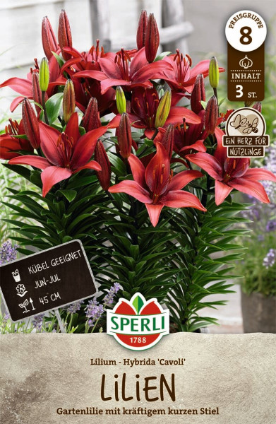 Produktbild von Sperli Lilium Hybrida Cavoli Liliensaatgut mit rot blühenden Lilien und Verpackungsinformationen auf Deutsch.