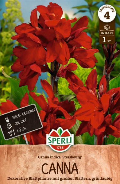 Produktbild von Sperli Blumenrohr Strasbourg mit roten Blüten Informationen zu Pflanzzeit und Wuchshöhe vor einem grünen Hintergrund