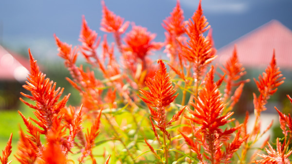 2400-nature-red-flowers-and-leaf