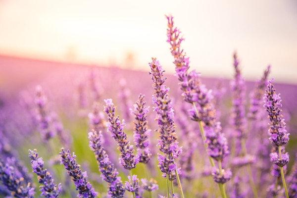 2400-vivid-colors-peaceful-idyllic-summer-nature-blur-floral-scene-closeup-of-french-lavender-field-at-sunset-provence-france-valensole-summer-nature-landscape-beautiful-landscape-
