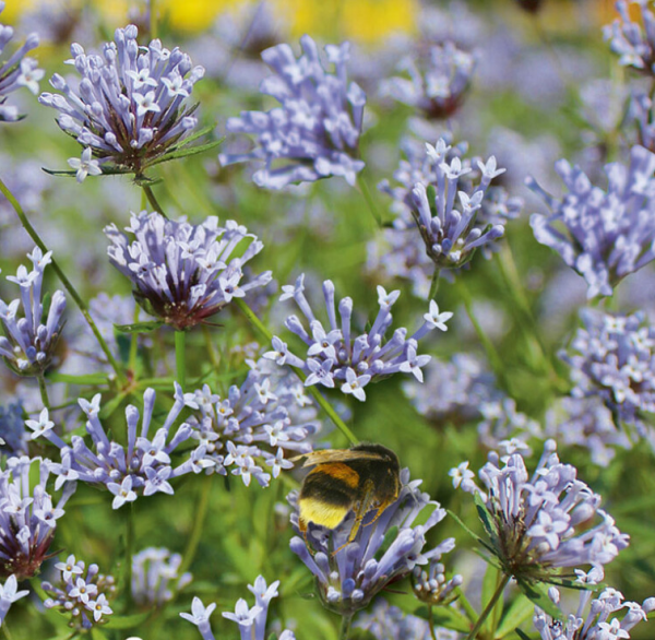 Asperula-orientalis