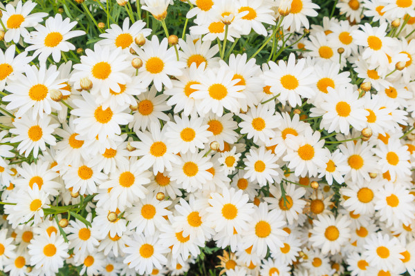 2400-beautiful-white-camomiles-daisy-flowers-field-on-green-meadow