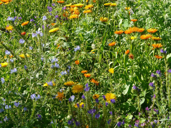 summer-flowers-8507_1920-1