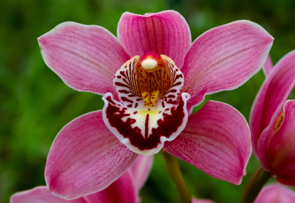 large-phalaenopsis-orchid-blooming-in-a-greenhouse-close-up