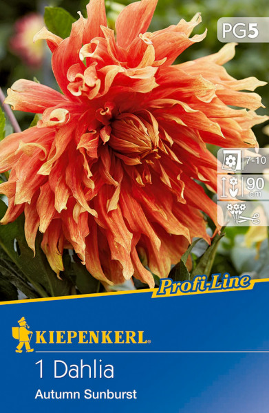 Produktbild von Kiepenkerl Riesenblütige Dahlie Autumn Sunburst mit Nahaufnahme der orange-roten Blüte sowie Verpackungsdesign mit Produktbezeichnung und Anbauinformationen.