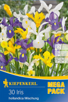 Kiepenkerl Mega-Pack Holländische Schwertlilie Mischung