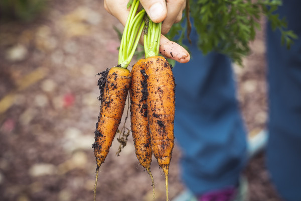 carrots-3655672_1920