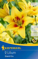 Kiepenkerl Asiatische Lilie Grand Cru