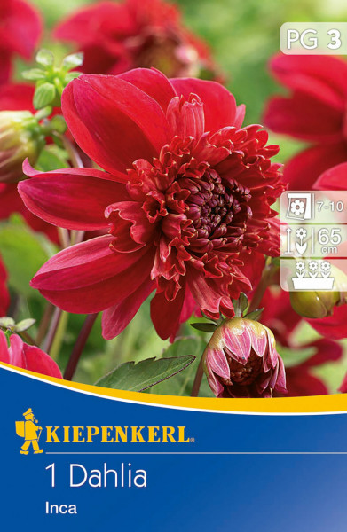 Produktbild von Kiepenkerl Anemonenblütige Dahlie Inka mit Nahaufnahme der roten Blüten und Verpackungsdesign mit Produktname und Wuchsinformationen