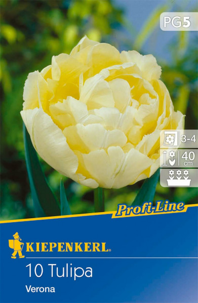 Produktbild Kiepenkerl Profi-Line mit 10 gefüllten frühen Tulpen Verona in Gelb Blütezeit und Pflanzhinweise sowie Markenlogo