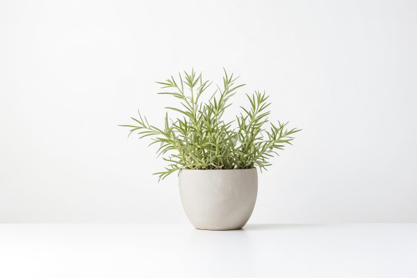 2400-green-plant-in-a-white-pot