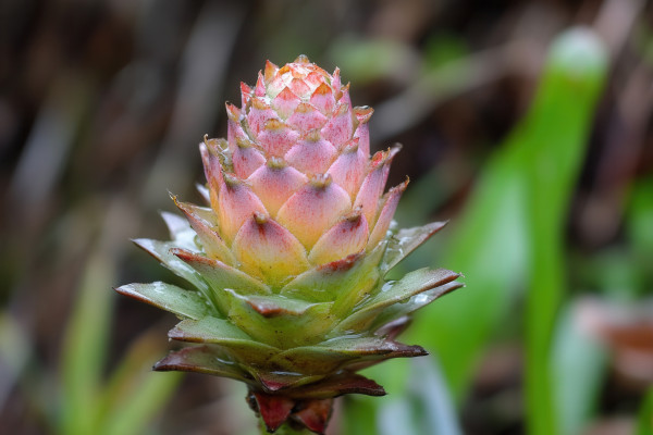large-close-up-of-a-pineapple-plant-with-vibrant-colors-1