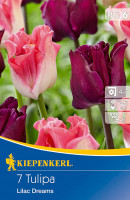 Kiepenkerl Kronentulpe Lilac Dreams