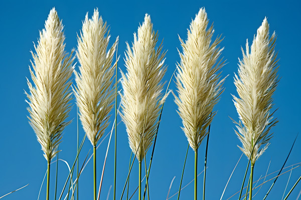 2400-pampas-grass-against-clear-blue-sky-natural-plant-flora-for-outdoor-decoration-and-floral-design