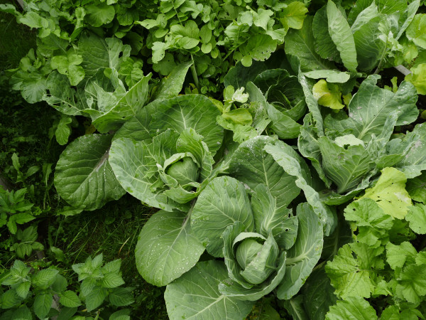 large-green-cabbage-heads-with-dew-drops-top-view