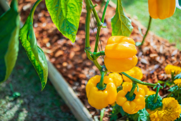 2400-yellow-bell-pepper-plant-growing-in-organic-garden
