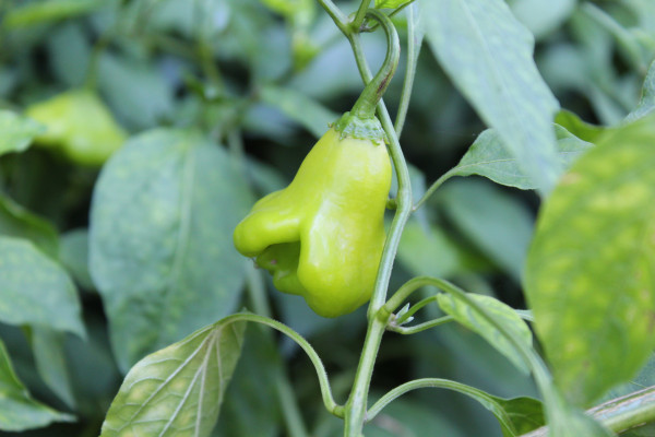 2400-bishop-s-crown-capsicum-baccatum-christmas-bell-joker-s-hat-or-pepper-6