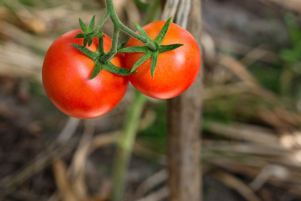 large-red-tomatoes-close-up-on-the-bush