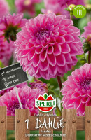 Sperli Dahlie Sandra
