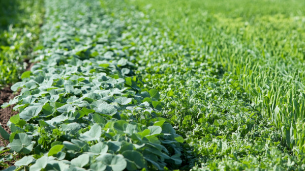 large-a-lush-field-of-diverse-crops