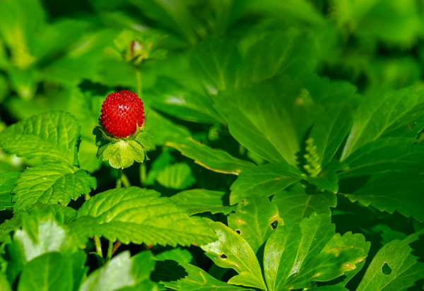 strawberry-3501491_1280