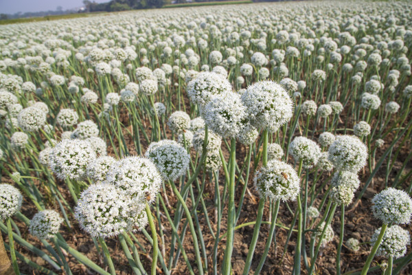 large-onion-flowers-plantation-in-the-field-natural-landscape-view-under-the-blue-sky