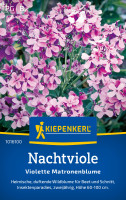 Kiepenkerl Nachtviole Violette Matronenblume