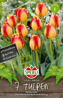 Sperli Darwin-Hybrid-Tulpe Banja Luka