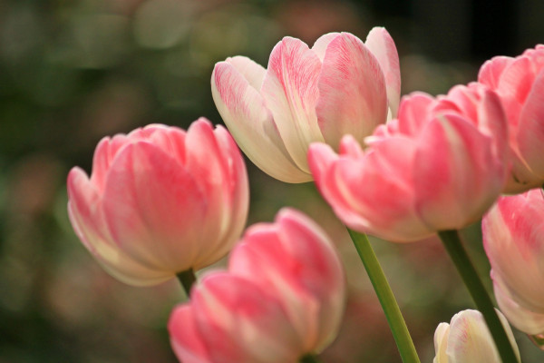 tulips-1134103_1920