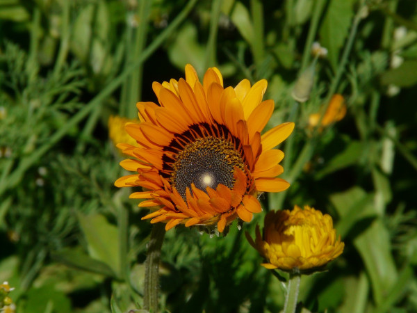 colorful-wildflower-8501_1920-1