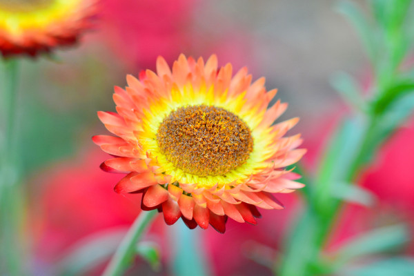 large-beautiful-straw-flower-or-everlasting-flower-blossom-in-the-spring-colorful-garden