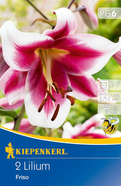 Produktbild von Kiepenkerl Lilien-Hybride Friso mit Abbildung einer rosa-weißen Lilienblüte und Verpackungsinformationen samt Wuchshöhe und Blütezeit.