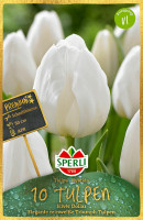 Sperli Premium Triumph-Tulpe Silver Dollar