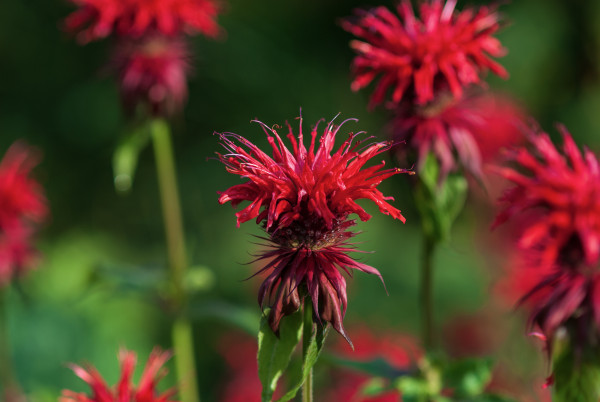 2400-bright-red-monarda-didyma-flowers-in-green-summer-garden