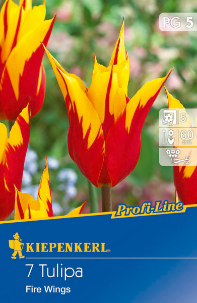 Produktbild von Kiepenkerl Profi-Line Lilienblütige Tulpe Fire Wings mit Darstellung der blühenden rot-gelben Blumen und Verpackungsdetails.