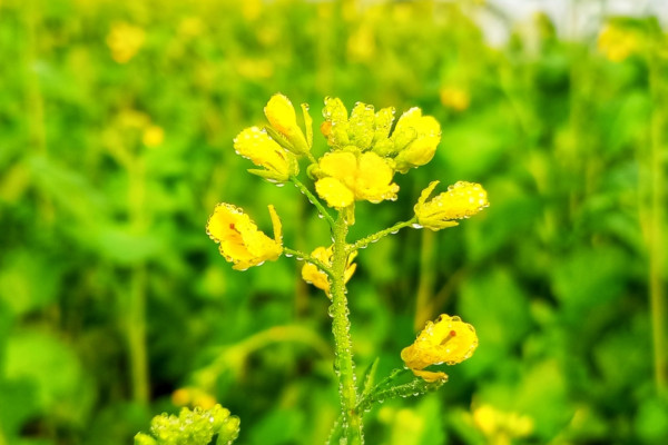 2400-dew-drops-on-mustard-flowers