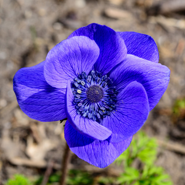 large-windflowers-anemone-is-a-genus-of-flowering-plants-in-the-buttercup-family-ranunculaceae-3