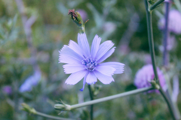 2400-natural-beautiful-flower-closeup