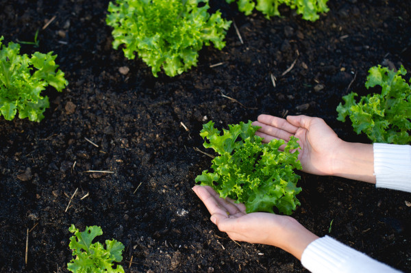 2400-hands-and-lettuce-of-gardeners-the-concept-of-growing-organic-vegetables