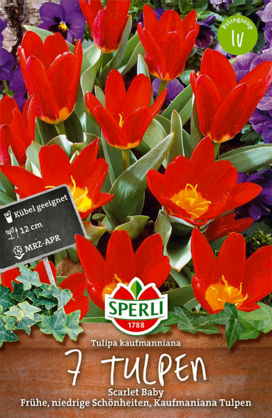 Produktbild von Sperli Kaufmanniana-Tulpe Scarlet Baby mit leuchtend roten Blüten und Informationen zu Pflanzzeit und Eigenschaften.