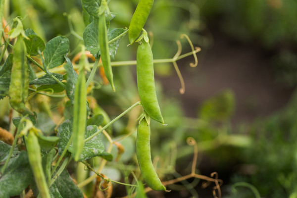 2400-pisum-sativum-pea-garden-peas-in-the-garden-young-pea-sprouts-pea-pod-on-bush-close-up-vegetarian-food-2