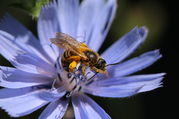 common-chicory-7395442_1920