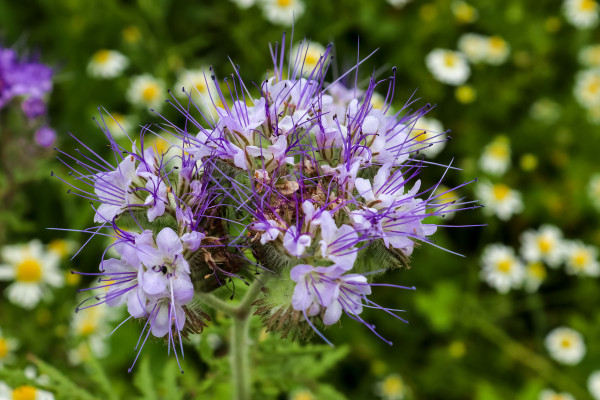 2400-natural-european-landscape-beautiful-purple-lila-blooming-phacelia-tanacetifolia-flowers-on-a-field-at-sunset