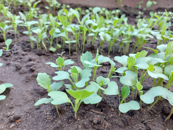 2400-cabbage-seedlings-growing-in-a-greenhouse-vegetable-garden-plant-beds-agricultural-crops-gardening-small-green-leaves-3